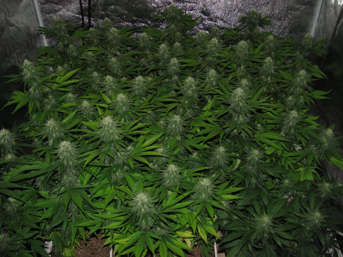 Week 9