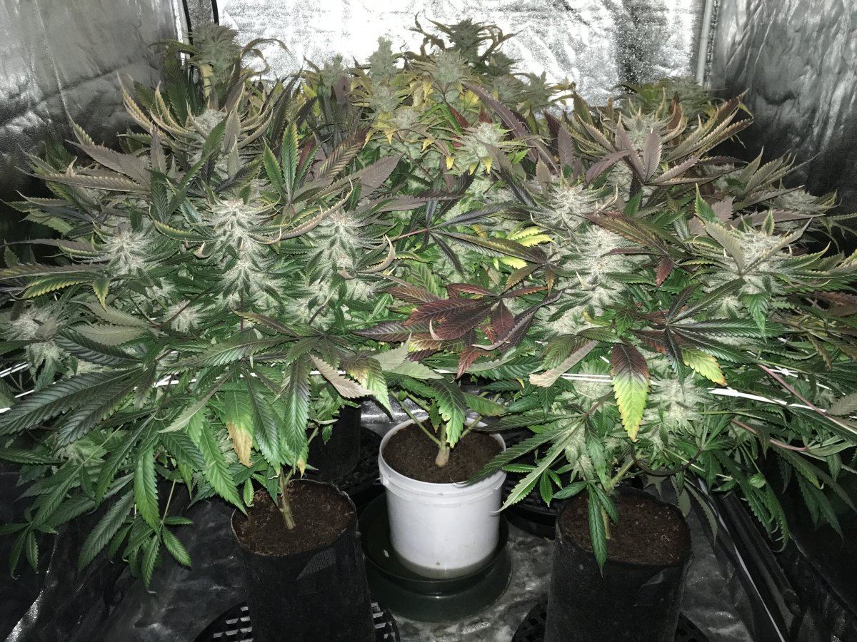 Week 9F
