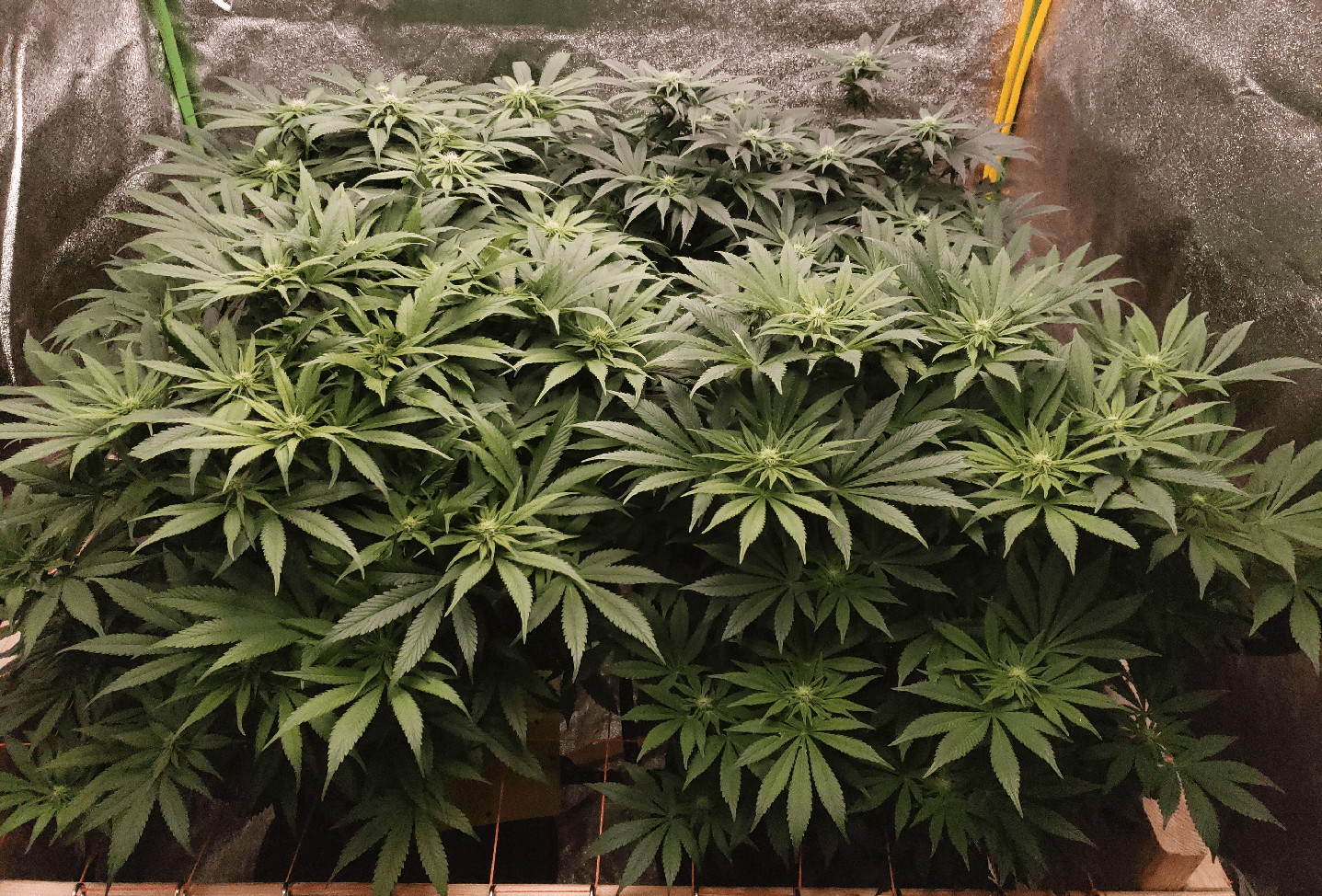 Week After Defoliation