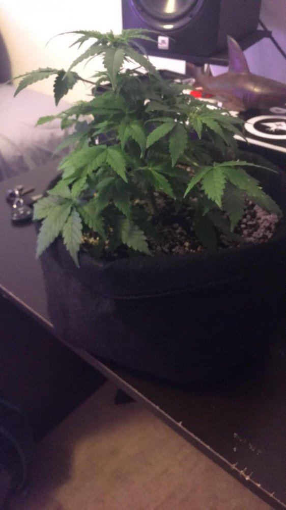 Week five of my first grow 3