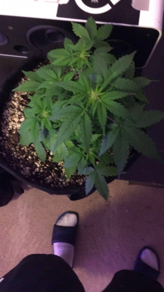 Week five of my first grow 5