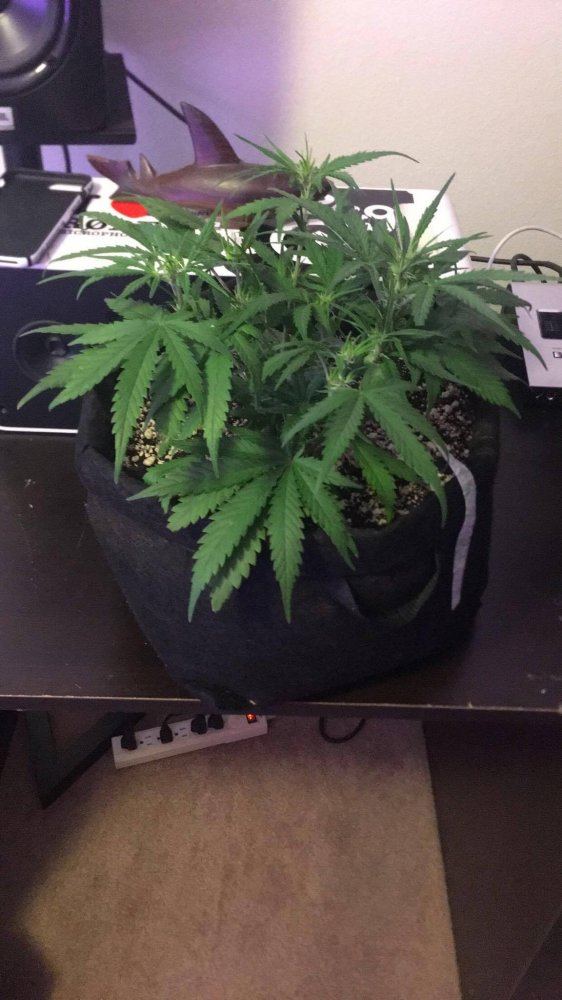 Week five of my first grow