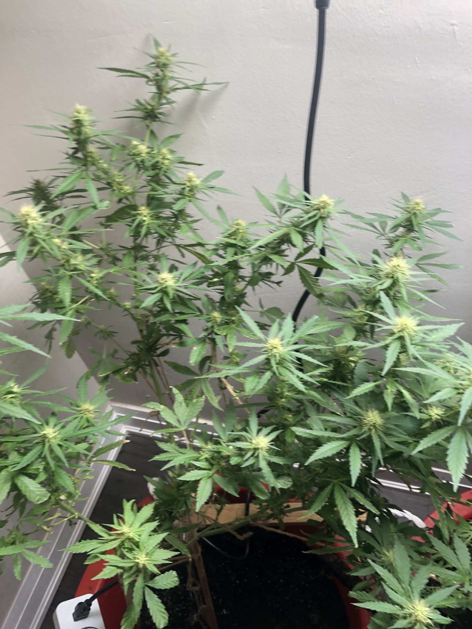 Week of flower can someone help 2
