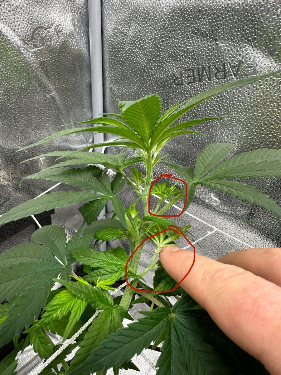 Week one of flower question