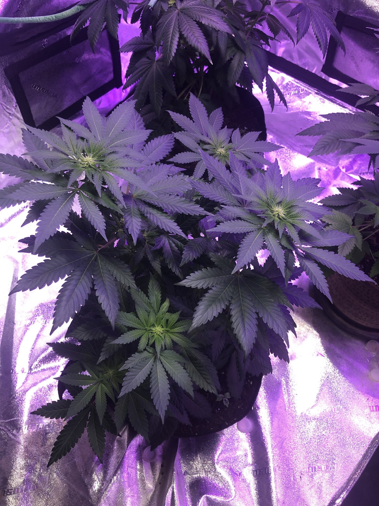 Week three of flower white widow strain 2