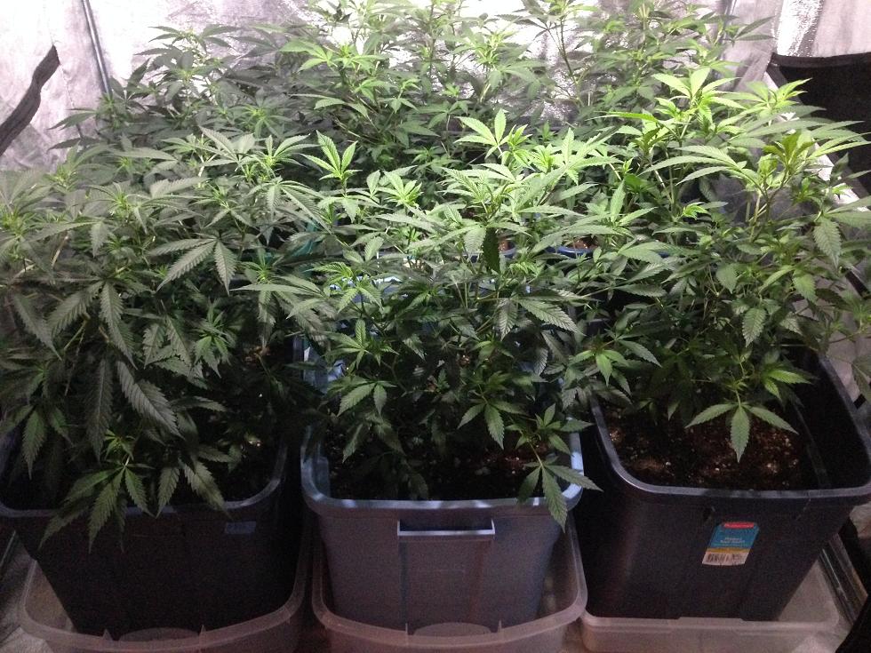 Week0