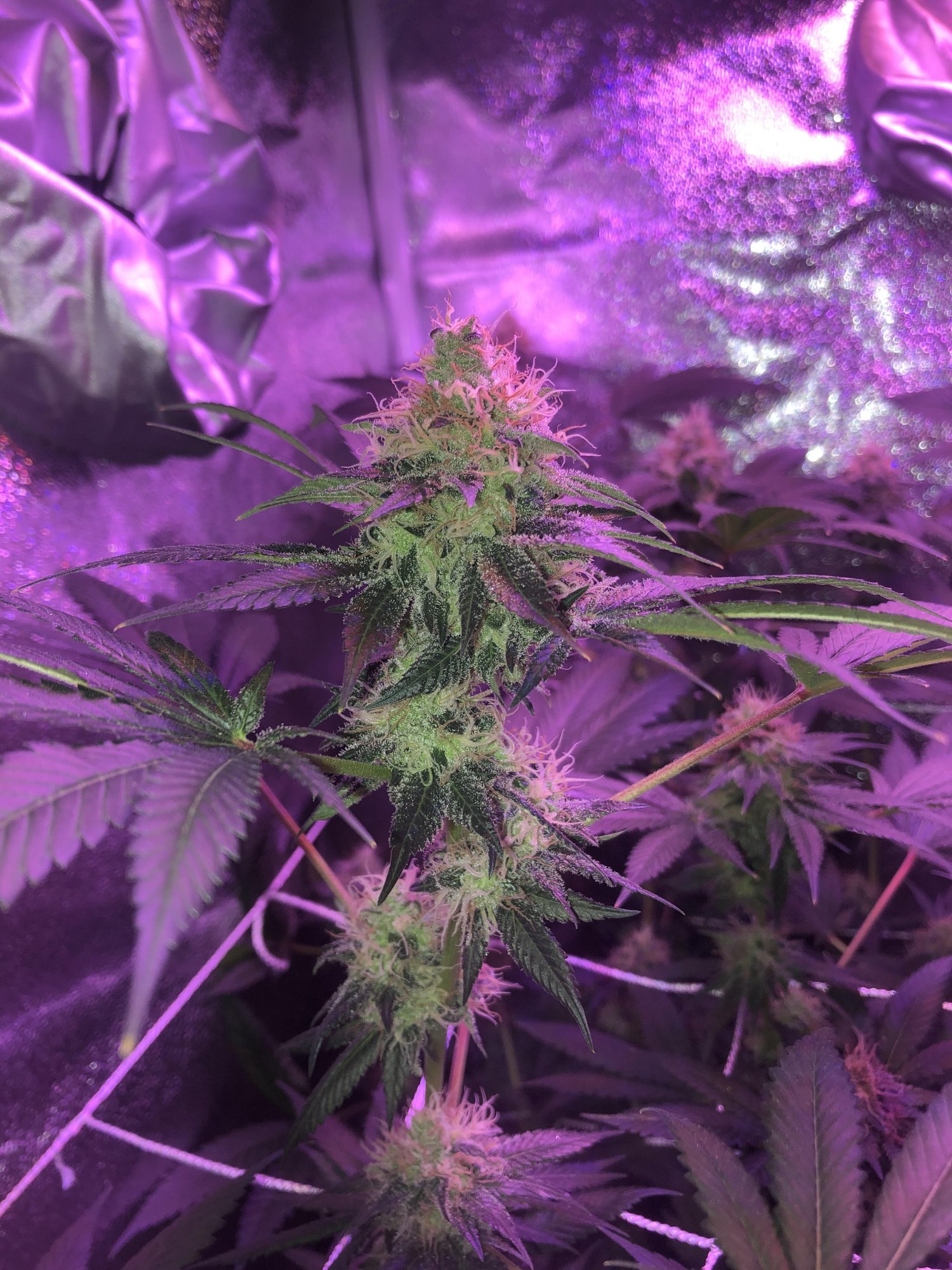Week17