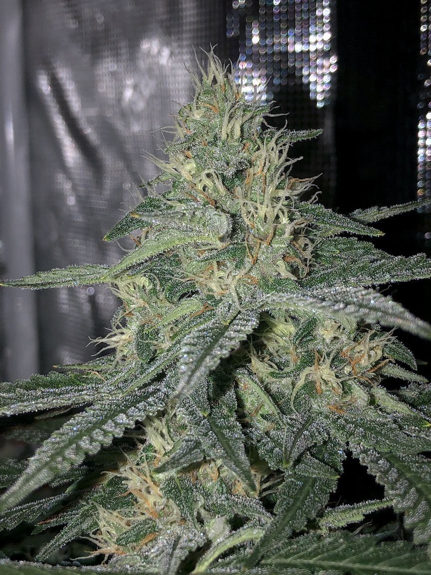 Week5bud