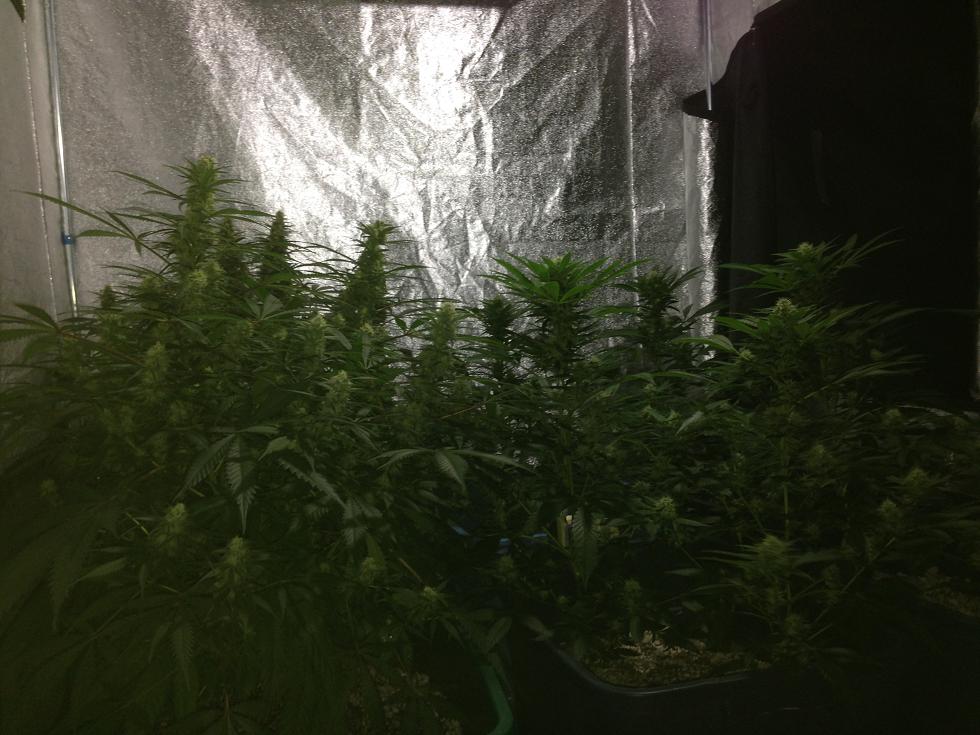 Week5side