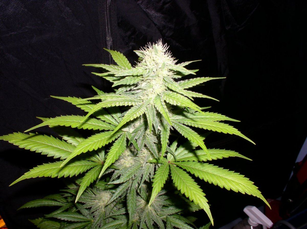 Week5Wreck2