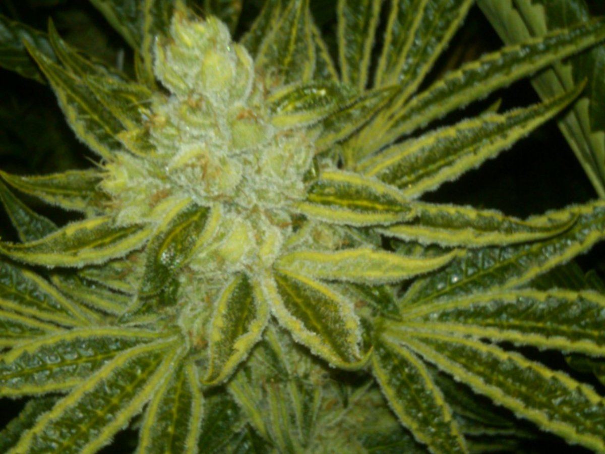 Week6flower27