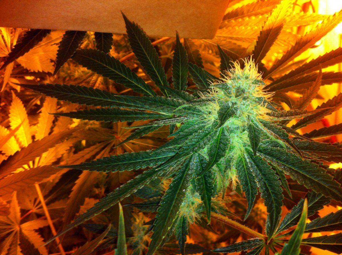 Week6plant2