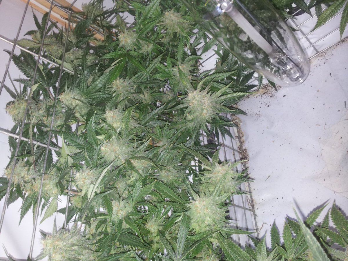 Week7