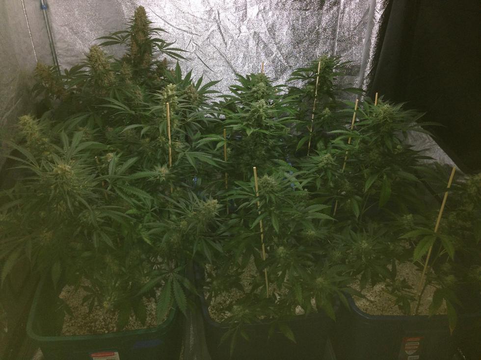 Week7a