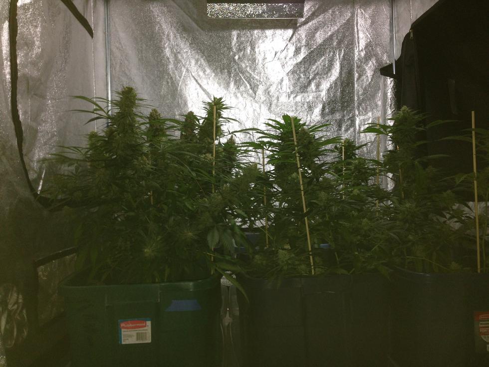 Week7s