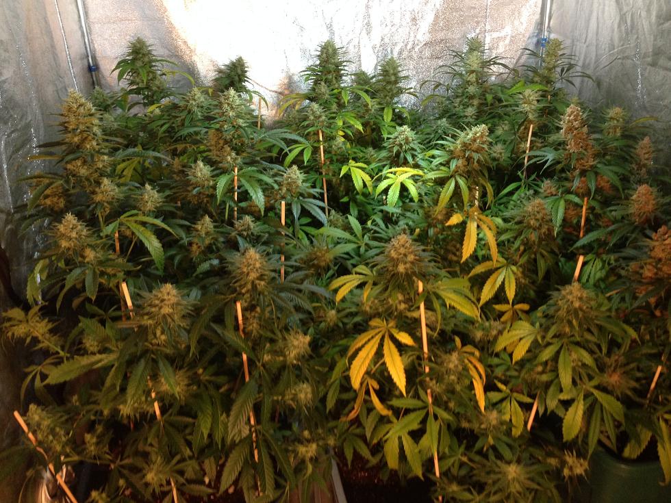 Week7two