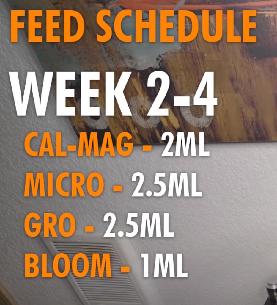 Weeks 2   4
