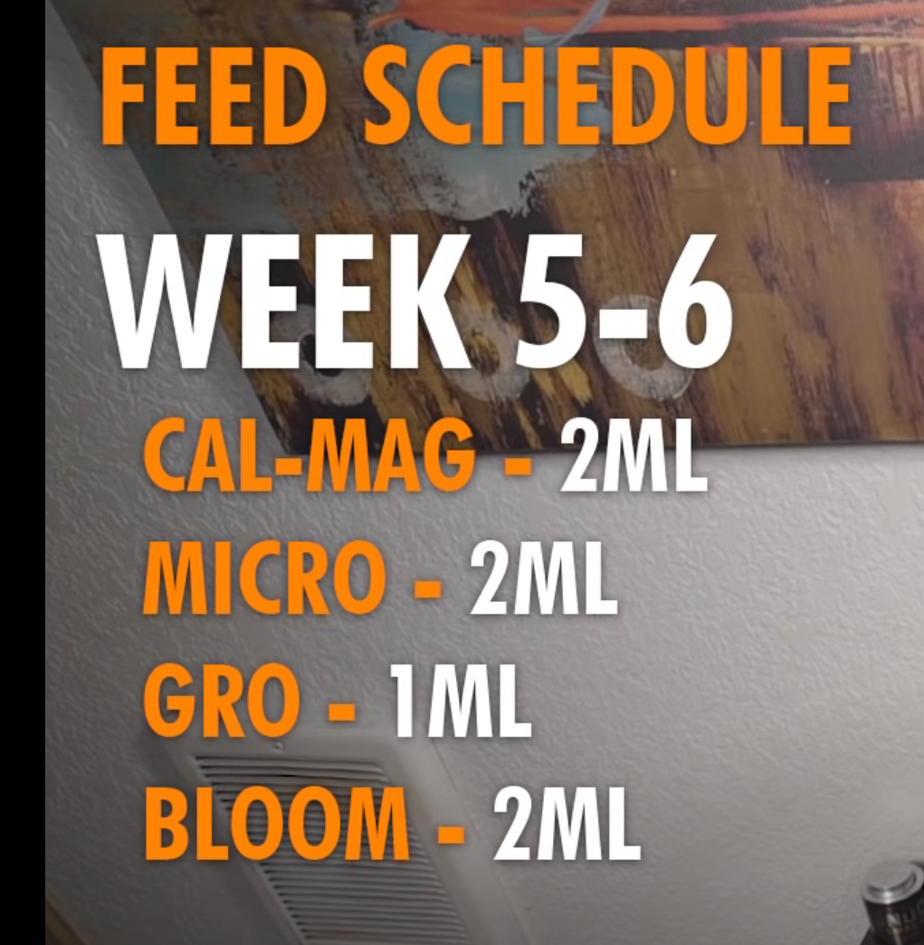 Weeks 5   6
