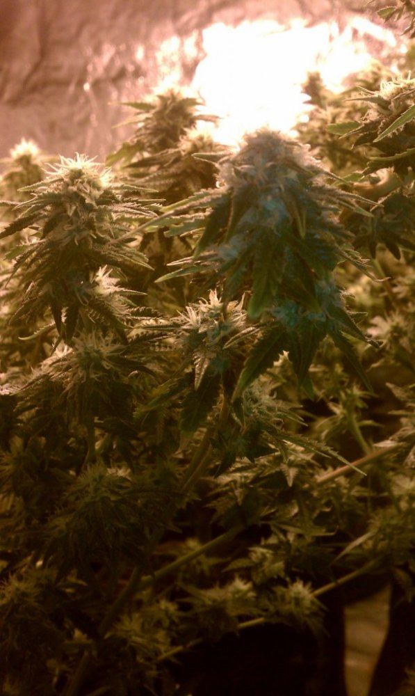 WEEKS7