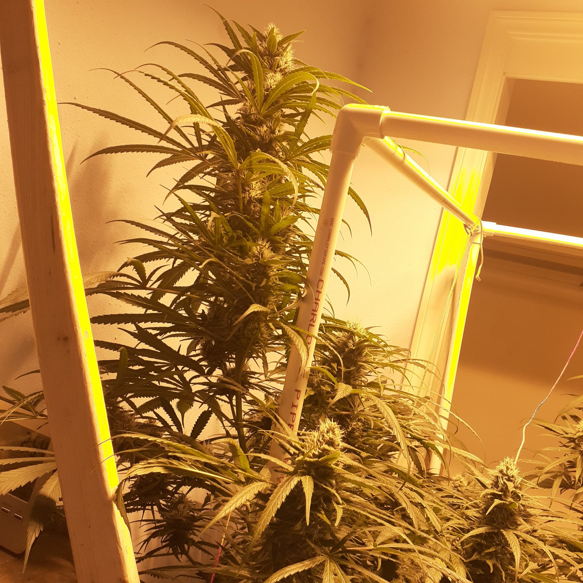 Weight issues in flower 2