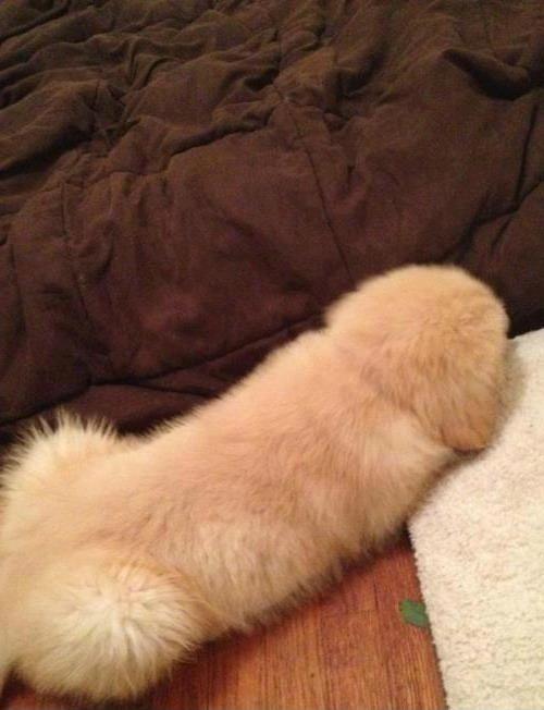Weinerdog