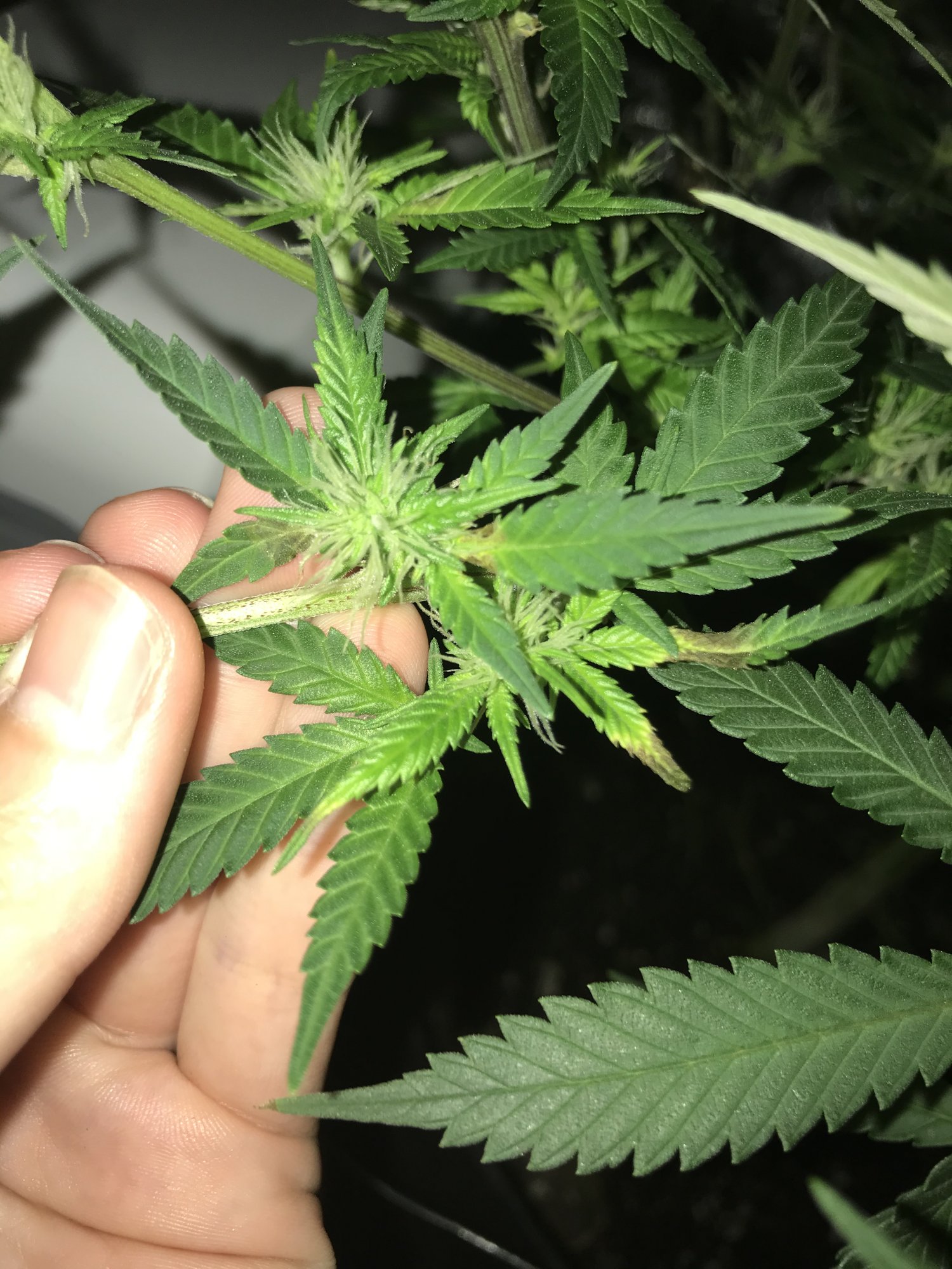 Weird brown spotting on my leaves 3 weeks into flower 2
