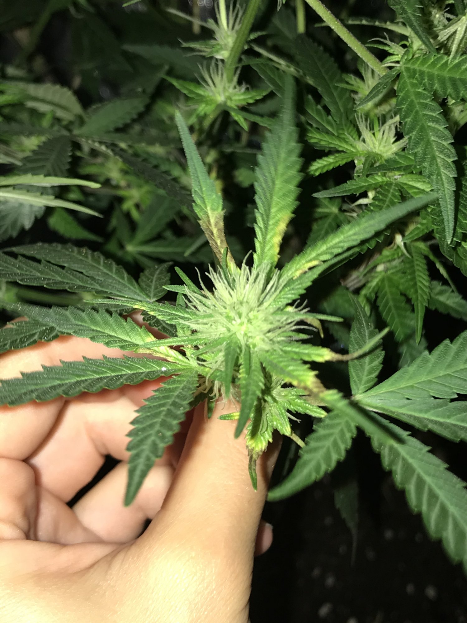 Weird brown spotting on my leaves 3 weeks into flower 3
