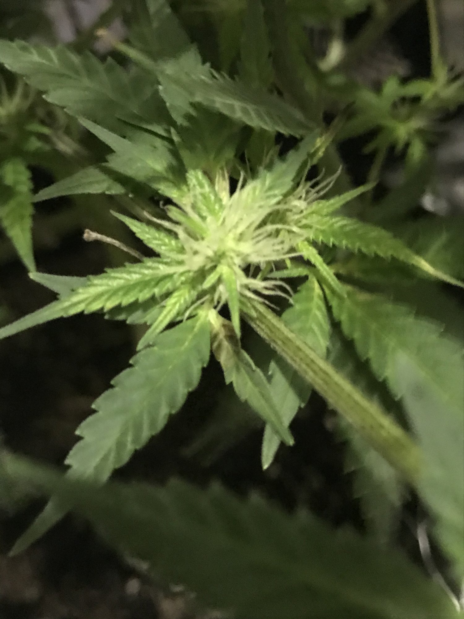 Weird browning on female plant wk3 of flower