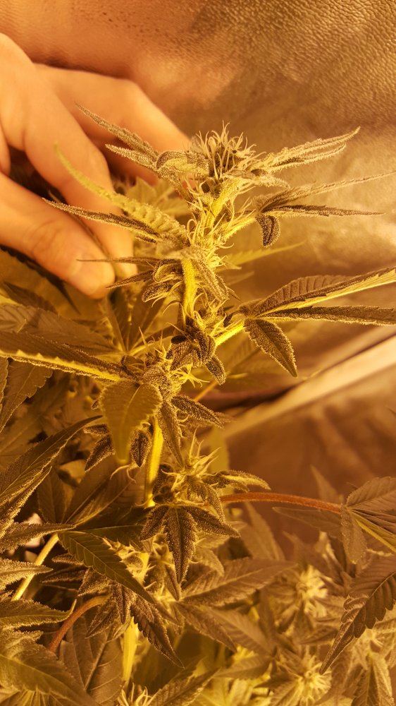Weird bud structure 3