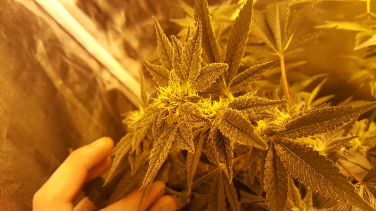 Weird bud structure 4