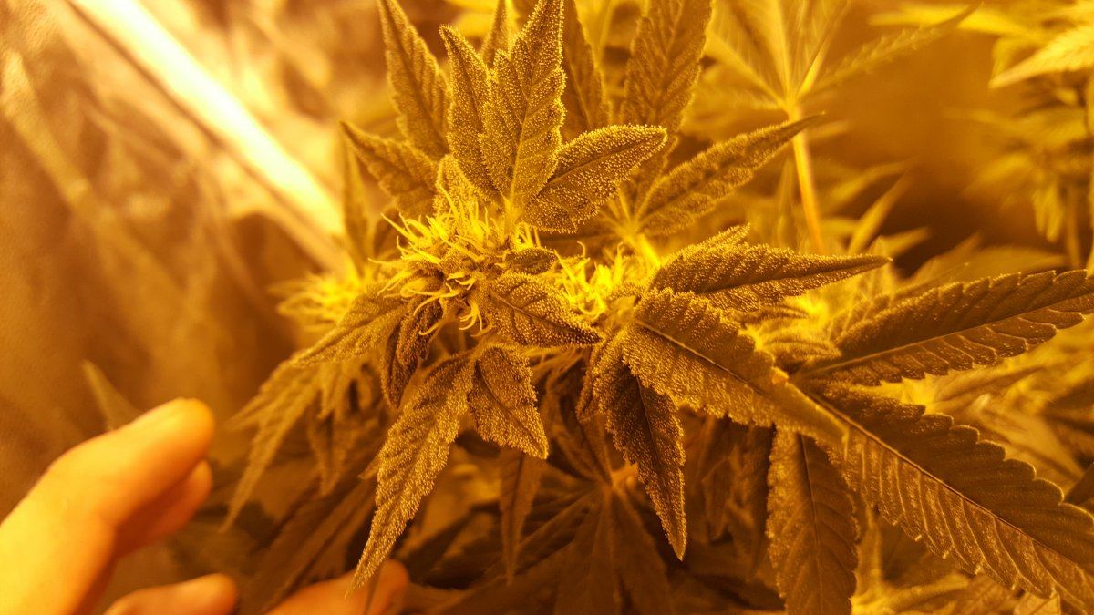 Weird bud structure 5