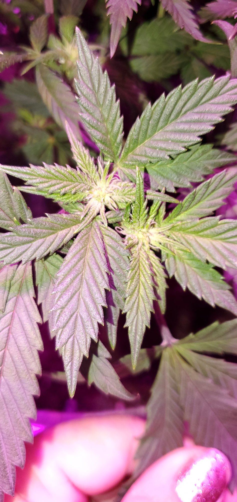 Weird cluster 3