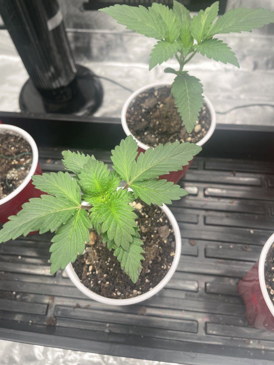 Weird color on seedling leaves 2