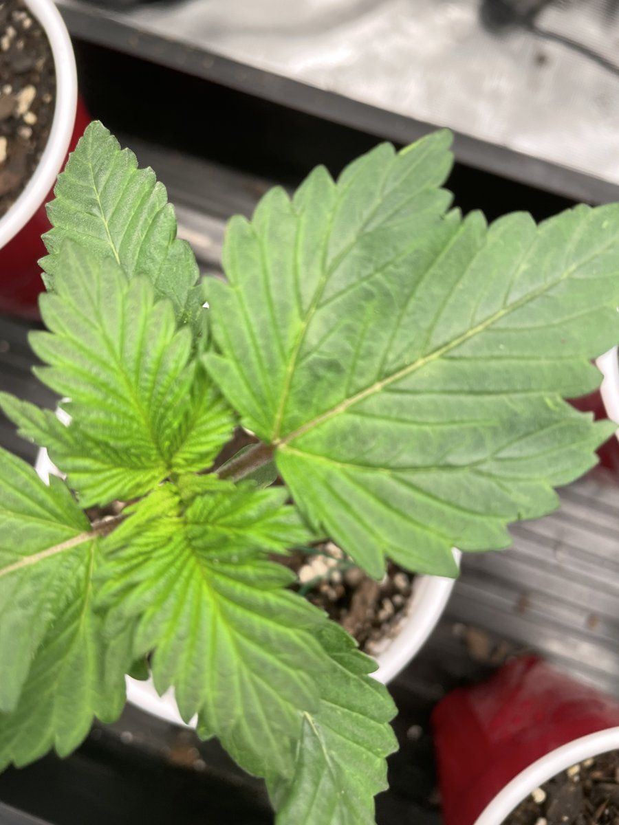 Weird color on seedling leaves 3