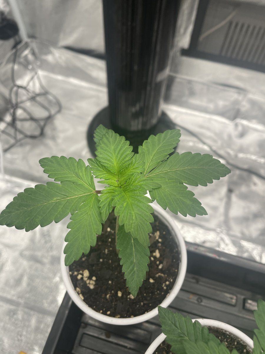 Weird color on seedling leaves