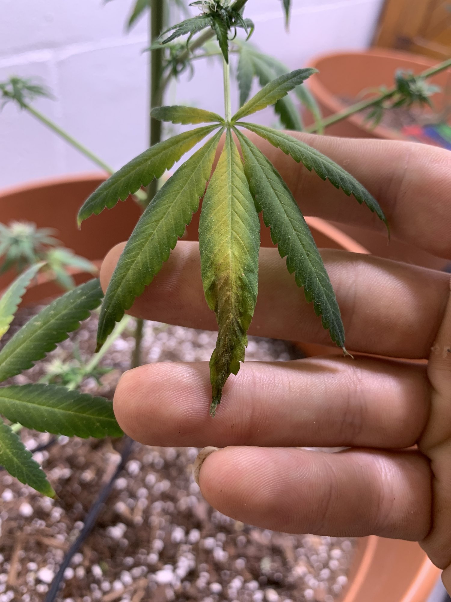 Weird discoloration on all leaves please help 2