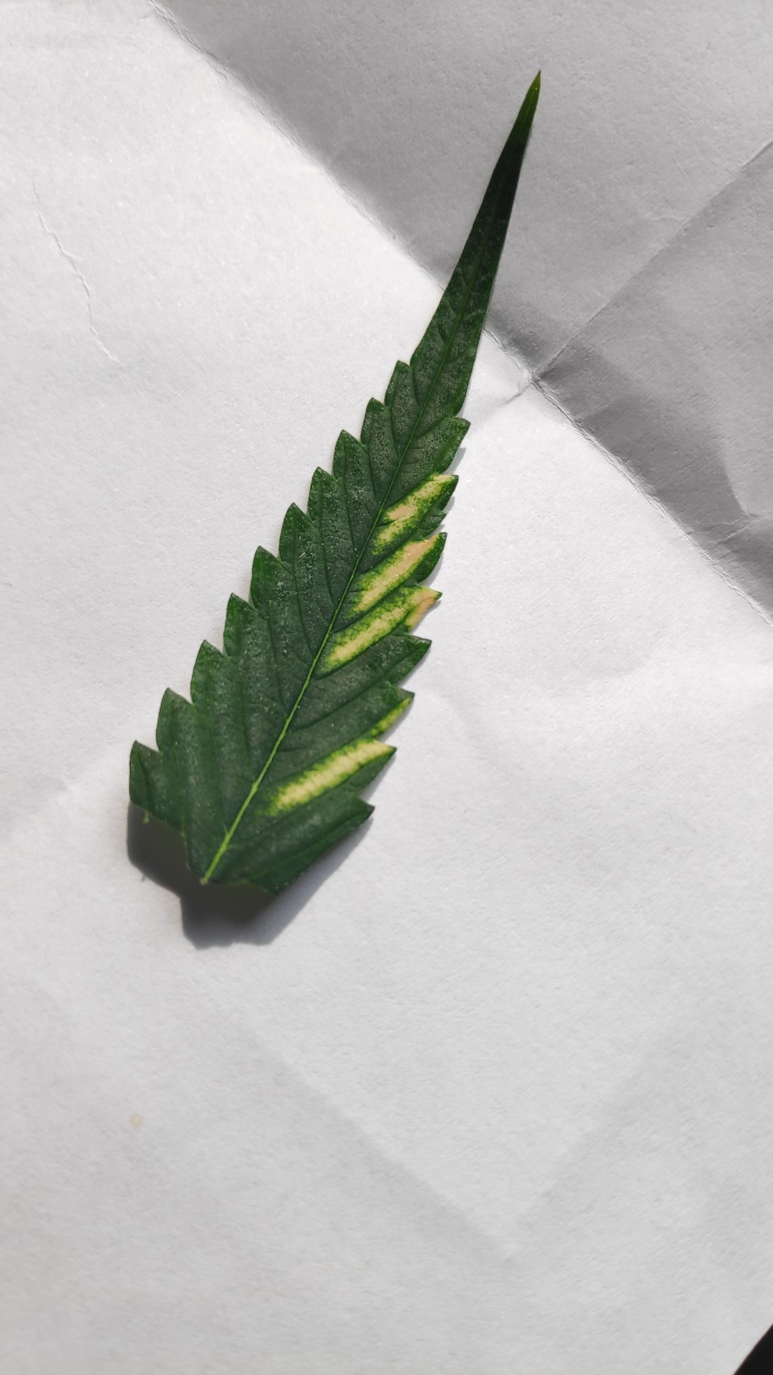 Weird discoloration on leaves   mag def