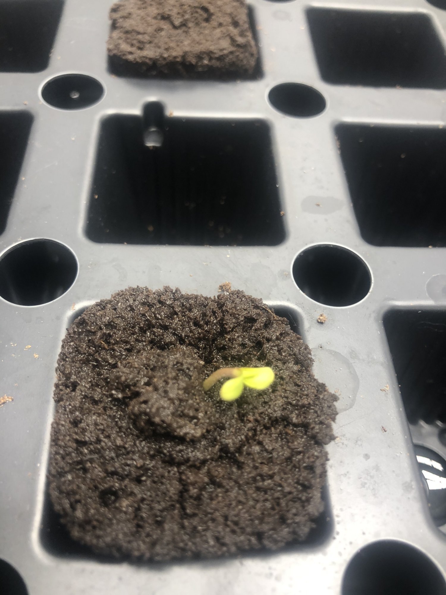 Weird germination sprout 3