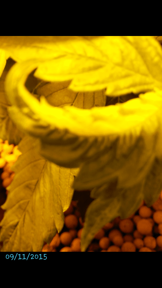 Weird leaf 2