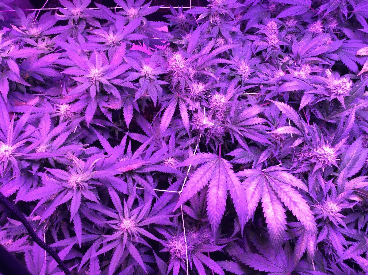 Weird leaf discoloration during flowering