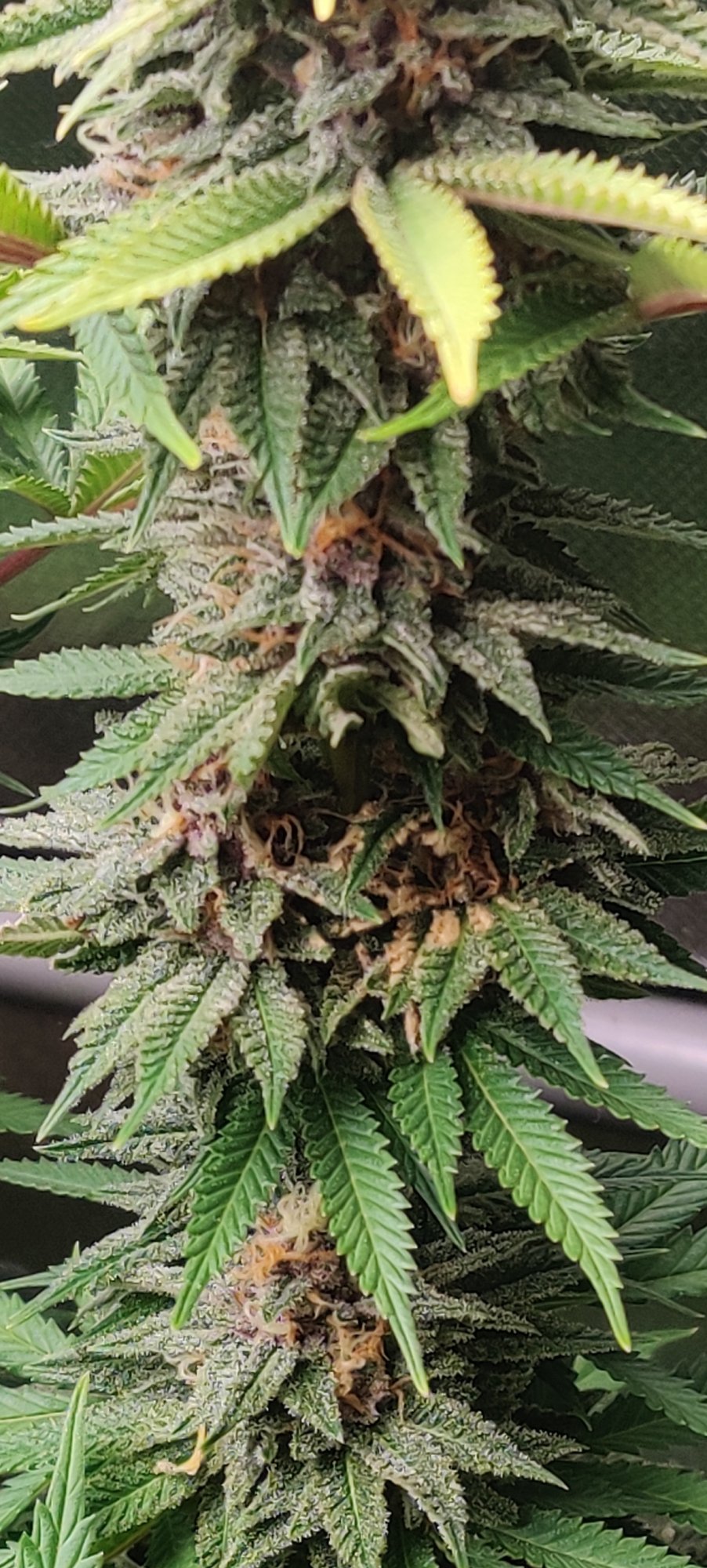 Weird looking brown spot on bud 3