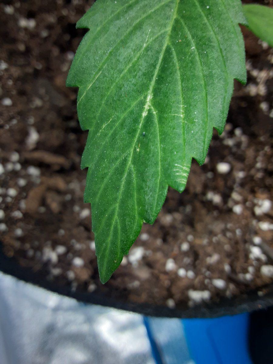 Weird marks and holes on leaf 3
