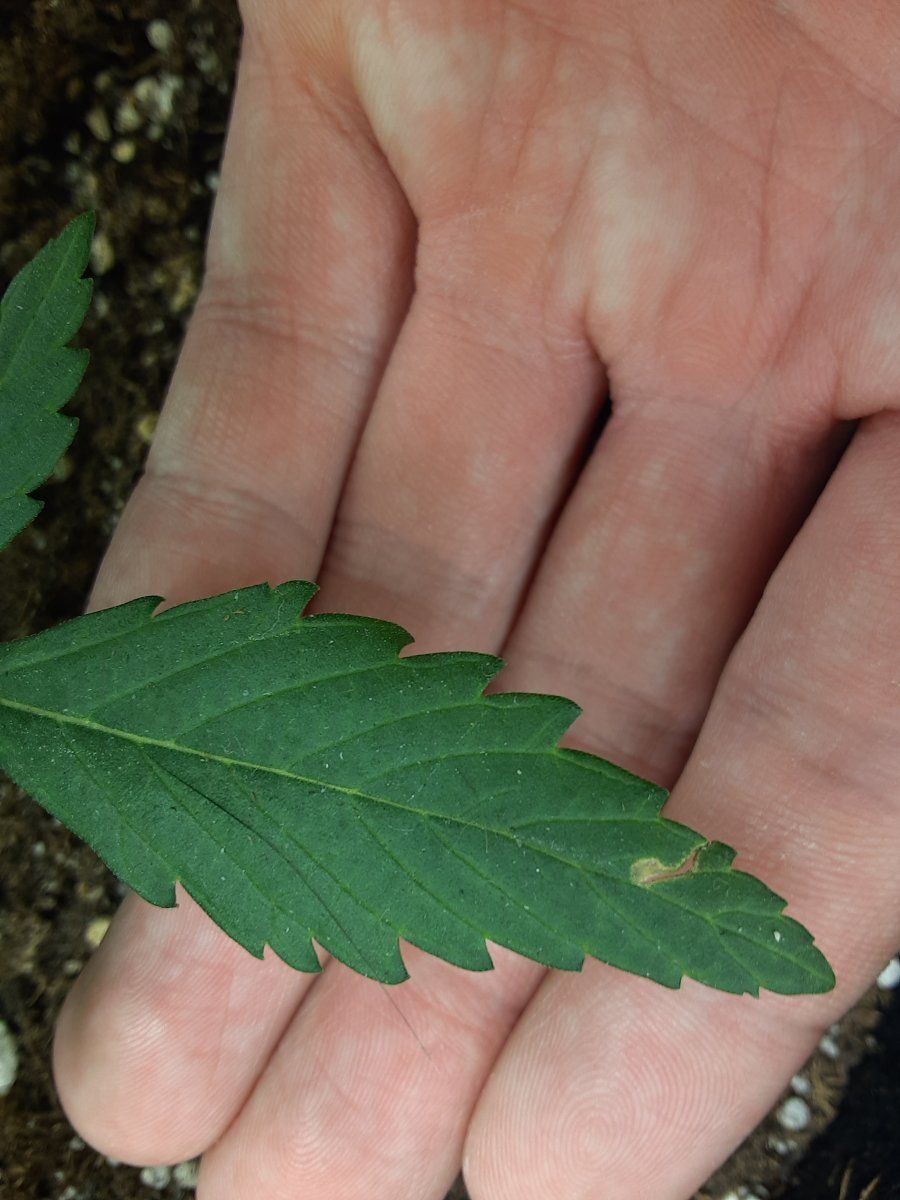 Weird marks and holes on leaf 4