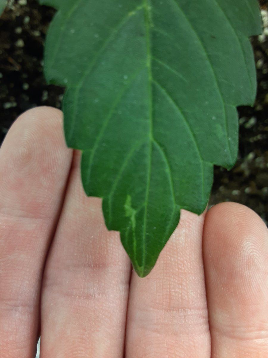 Weird marks and holes on leaf 6