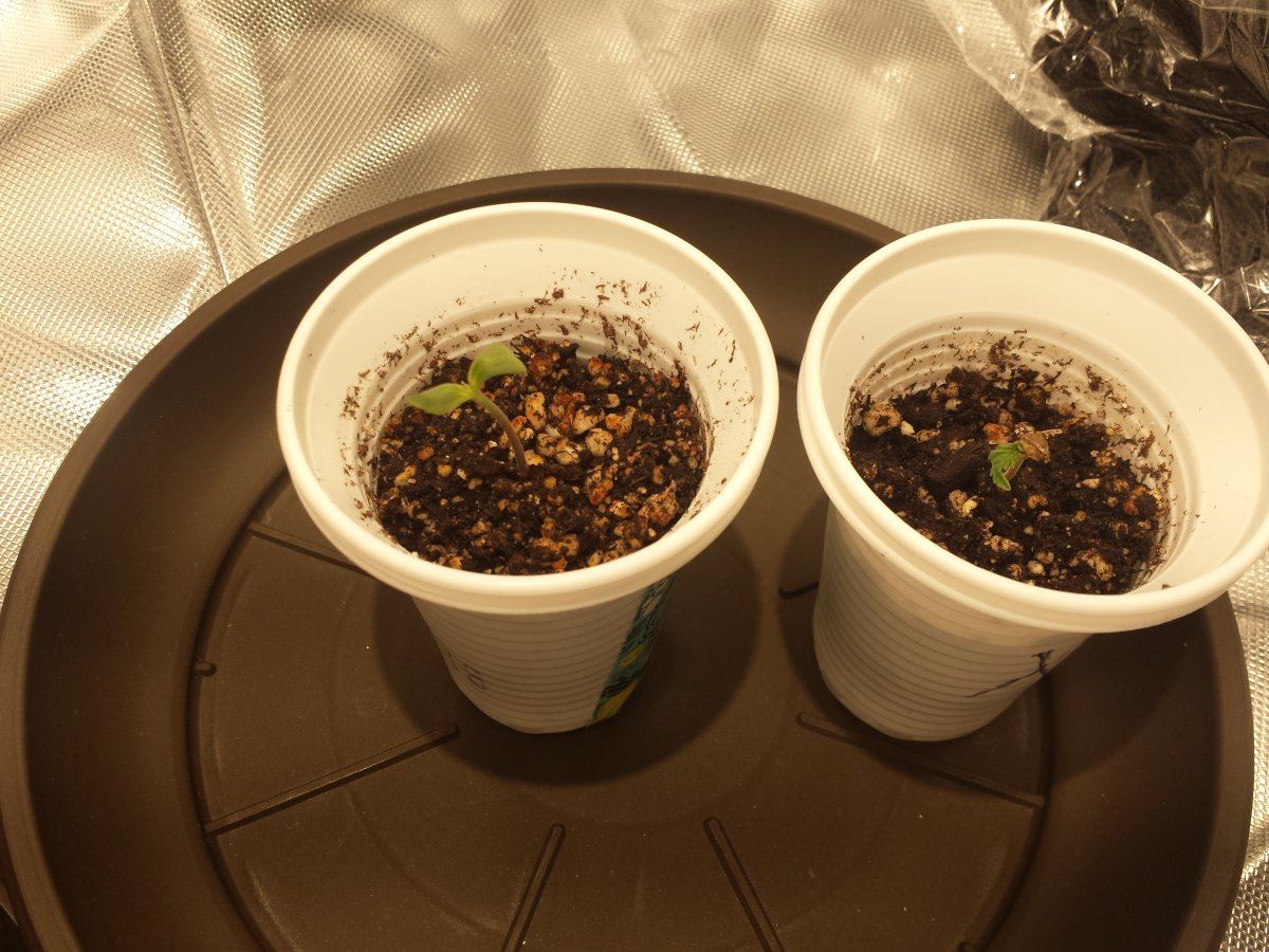 Weird seedlings 2