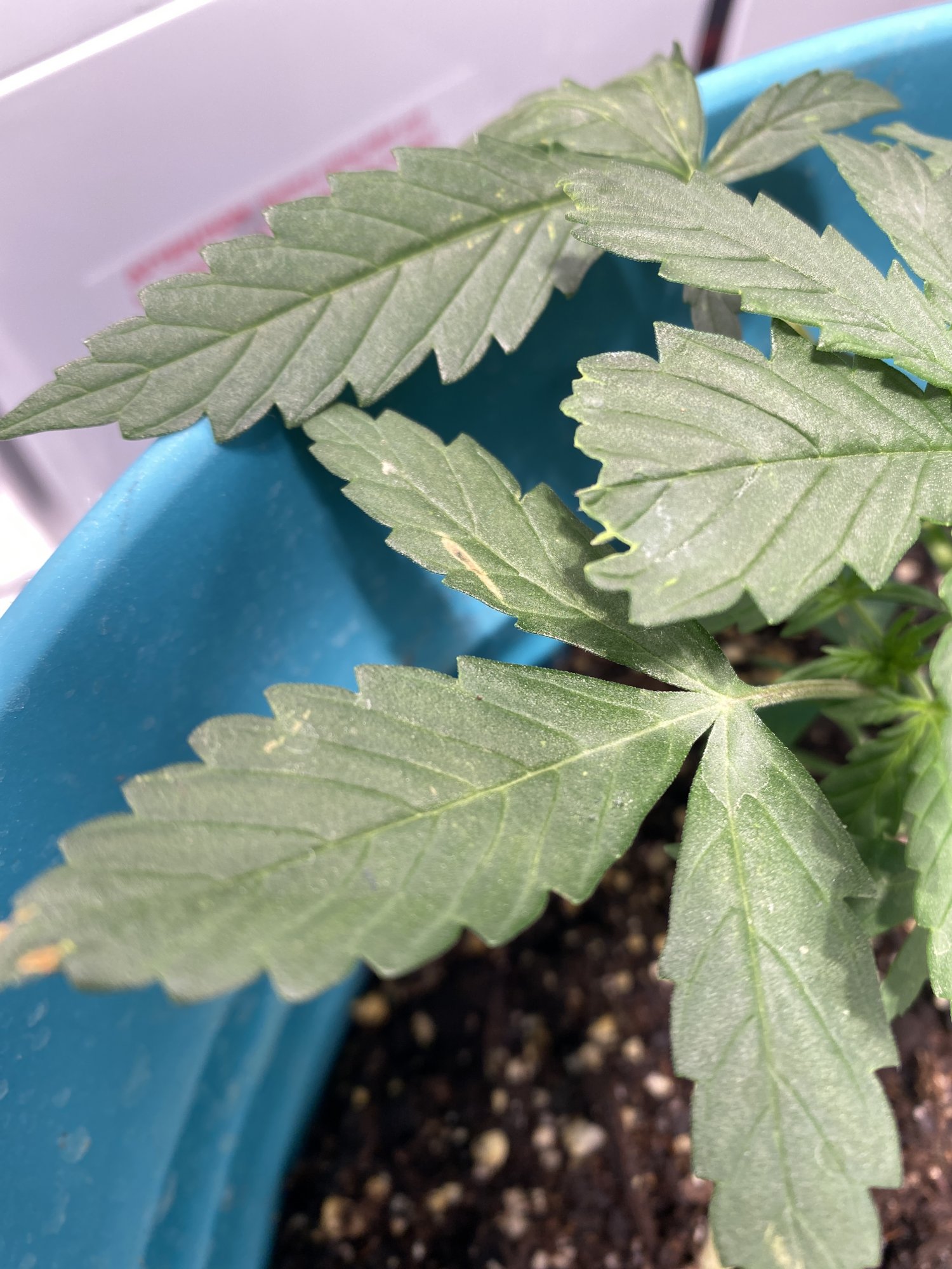 Weird spots on my lsd plant plz help