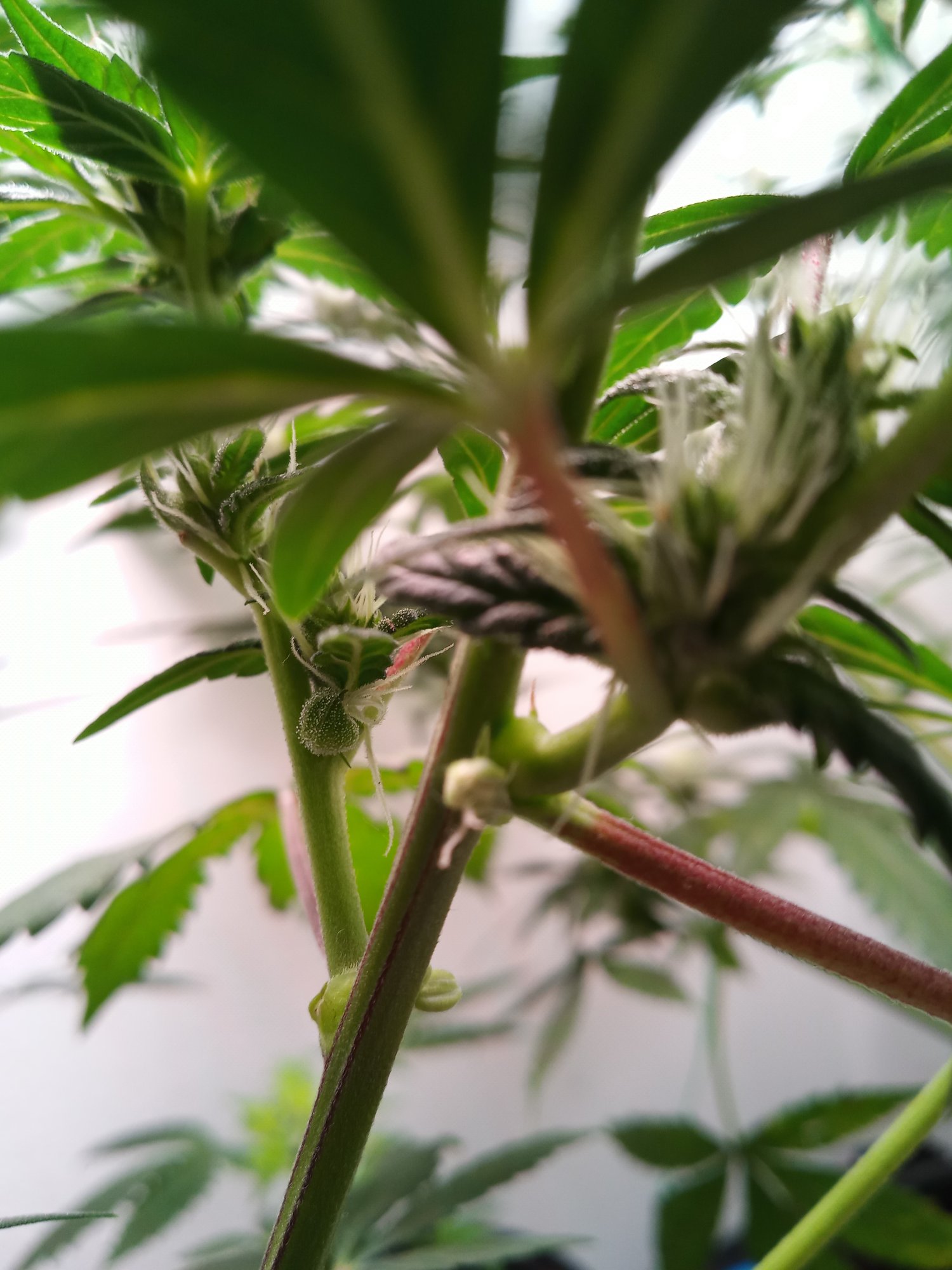 Weird structures on my plant in flower 12