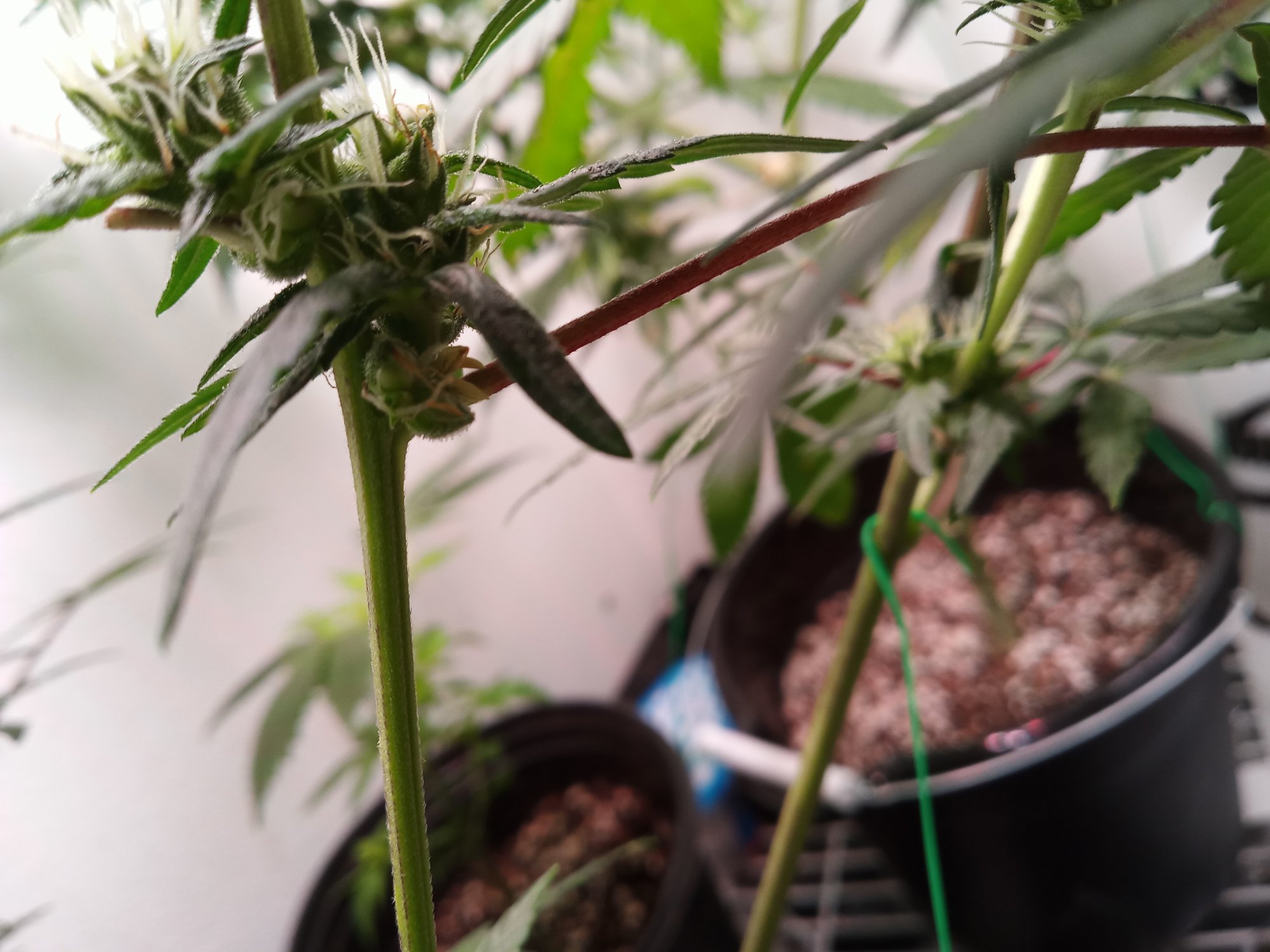 Weird structures on my plant in flower 4