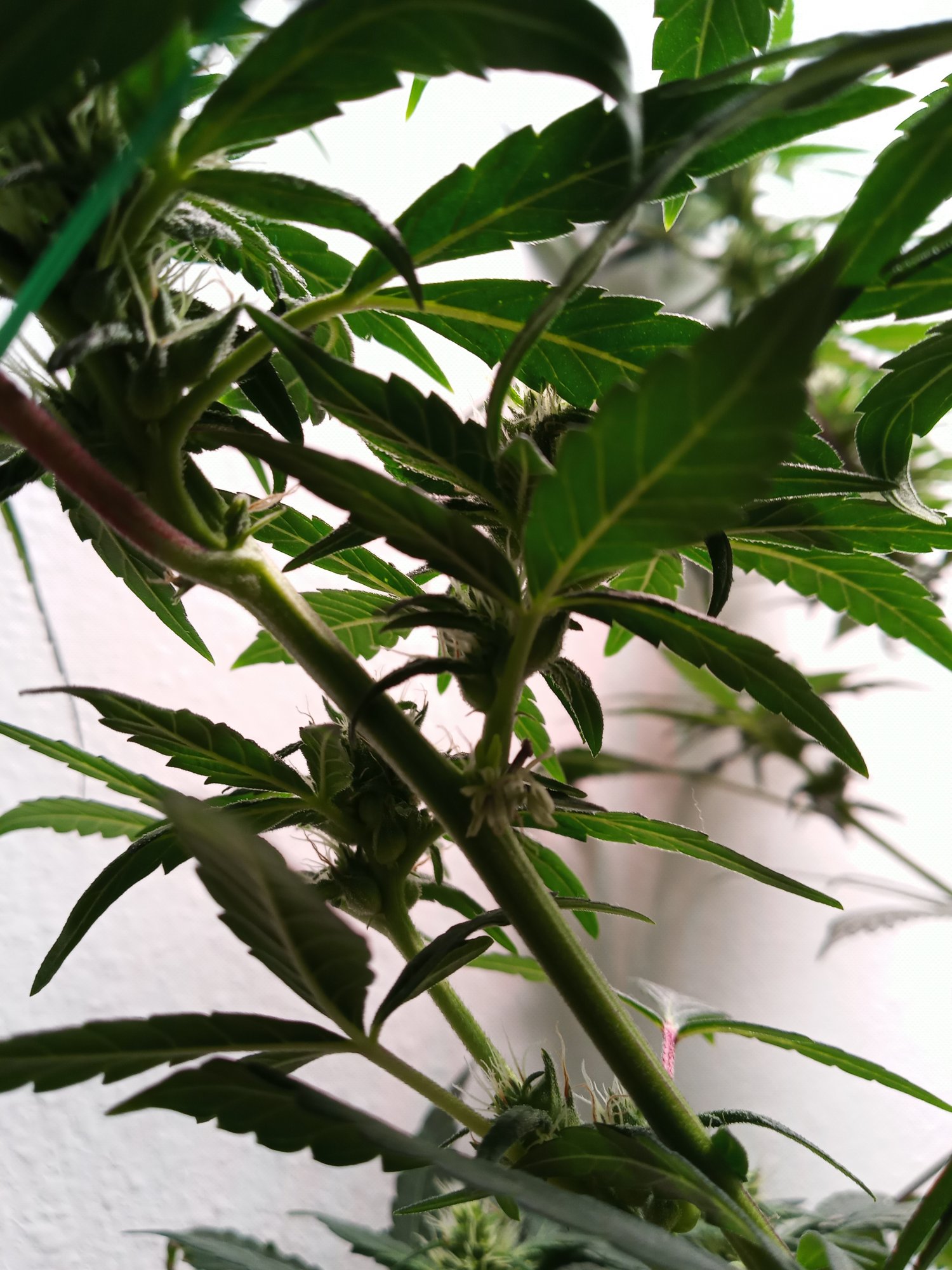 Weird structures on my plant in flower 5