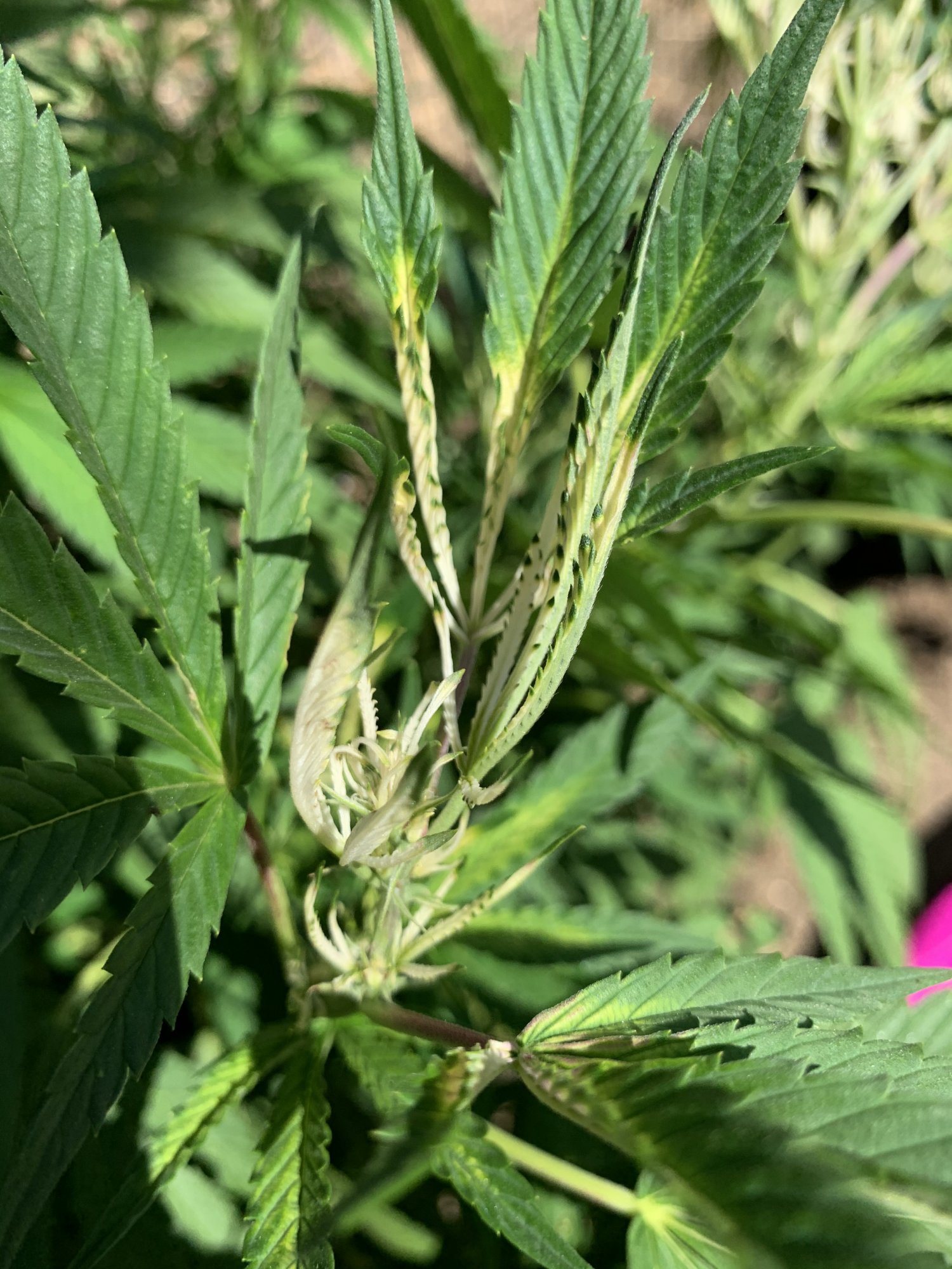 Weird white leaves at future bud zones 2